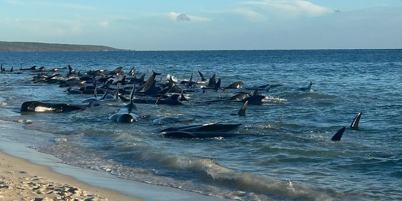 Aufnahmen zeigen eine Massenstrandung von Walen in Toby's Inlet in Westaustralien.